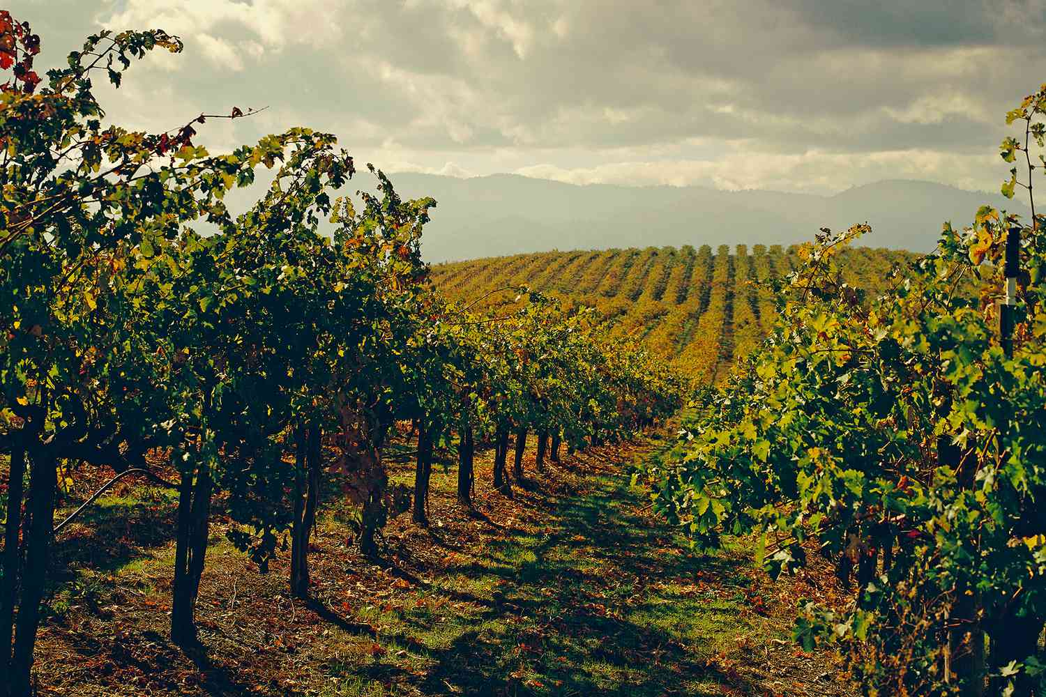 NAPA VALLEY AND THE TYPES OF WINES THAT COME FROM THERE